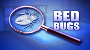 Eliminating Bed Bugs from your Home